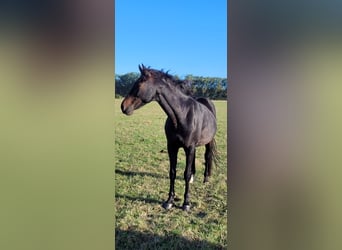 Cheval de sport allemand, Hongre, 11 Ans, 165 cm, Bai brun