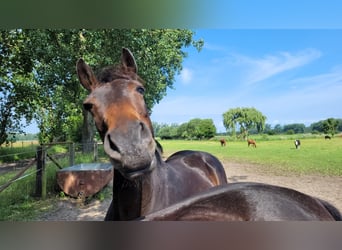 Cheval de sport allemand, Hongre, 11 Ans, 165 cm, Bai brun