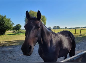 Cheval de sport allemand, Hongre, 11 Ans, 165 cm, Bai brun