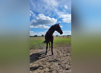 Cheval de sport allemand, Hongre, 11 Ans, 165 cm, Bai brun