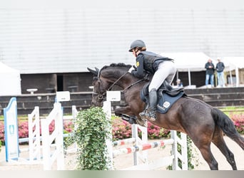 Cheval de sport allemand, Hongre, 11 Ans, 165 cm, Noir