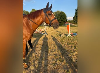 Cheval de sport allemand, Hongre, 11 Ans, 168 cm, Alezan