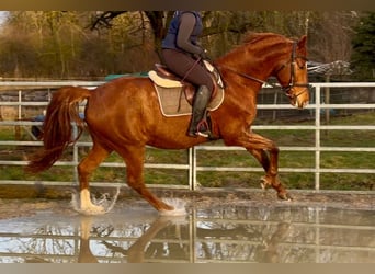Cheval de sport allemand, Hongre, 11 Ans, 168 cm, Alezan