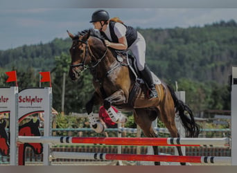 Cheval de sport allemand, Hongre, 11 Ans, 168 cm, Bai brun