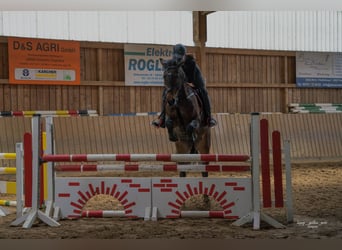 Cheval de sport allemand, Hongre, 11 Ans, 168 cm, Bai brun