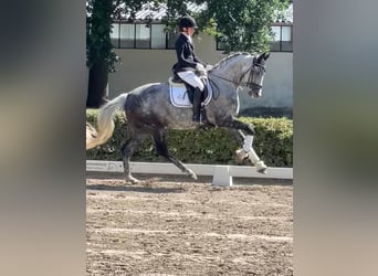 Cheval de sport allemand, Hongre, 11 Ans, 168 cm, Gris moucheté