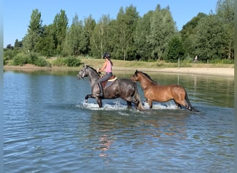 Cheval de sport allemand, Hongre, 11 Ans, 168 cm, Gris moucheté