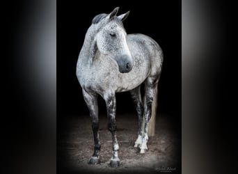 Cheval de sport allemand, Hongre, 11 Ans, 168 cm, Gris moucheté