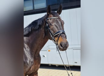 Cheval de sport allemand, Hongre, 11 Ans, 170 cm, Bai brun foncé