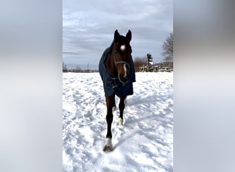 Cheval de sport allemand, Hongre, 11 Ans, 172 cm, Bai