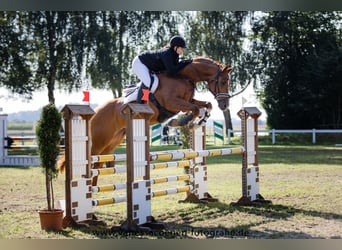 Cheval de sport allemand, Hongre, 11 Ans, 173 cm, Alezan