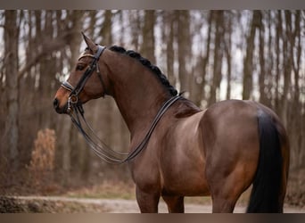 Cheval de sport allemand, Hongre, 11 Ans, 173 cm, Bai brun