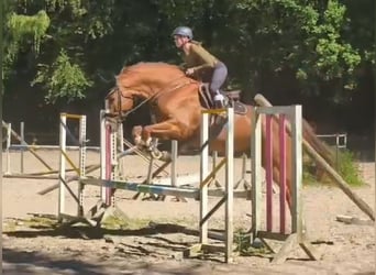 Cheval de sport allemand, Hongre, 11 Ans, 174 cm, Alezan