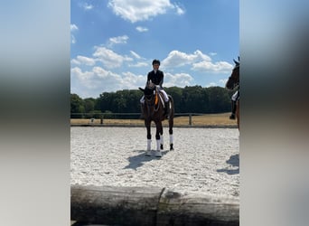 Cheval de sport allemand, Hongre, 11 Ans, 174 cm, Bai brun foncé