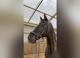Cheval de sport allemand, Hongre, 11 Ans, 174 cm, Noir