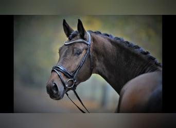 Cheval de sport allemand, Hongre, 11 Ans, 178 cm, Bai