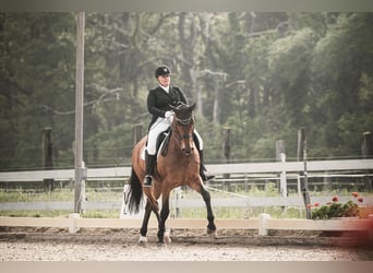 Cheval de sport allemand, Hongre, 11 Ans, 178 cm, Bai