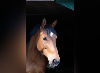 Cheval de sport allemand, Hongre, 12 Ans, 165 cm, Bai