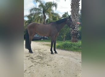 Cheval de sport allemand, Hongre, 12 Ans, 167 cm