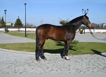 Cheval de sport allemand, Hongre, 12 Ans, 168 cm, Bai