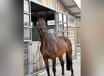 Cheval de sport allemand, Hongre, 12 Ans, 168 cm, Bai brun