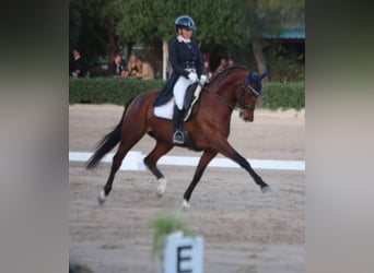 Cheval de sport allemand, Hongre, 12 Ans, 168 cm, Bai