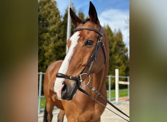 Cheval de sport allemand, Hongre, 12 Ans, 168 cm, Bai