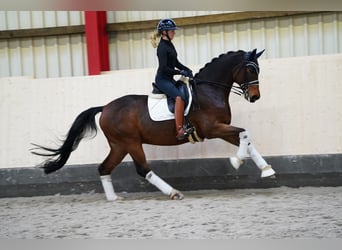 Cheval de sport allemand, Hongre, 12 Ans, 170 cm, Bai brun