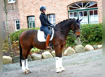 Cheval de sport allemand, Hongre, 12 Ans, 170 cm, Bai brun