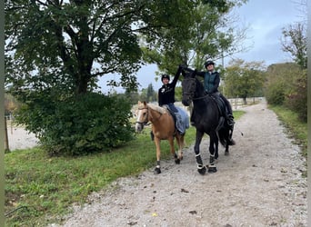 Cheval de sport allemand, Hongre, 12 Ans, 170 cm, Bai brun foncé
