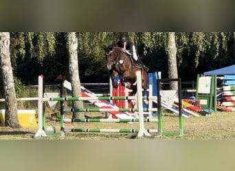 Cheval de sport allemand, Hongre, 12 Ans, 170 cm, Bai