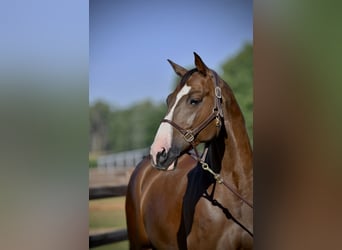 Cheval de sport allemand, Hongre, 12 Ans, 172 cm, Alezan brûlé