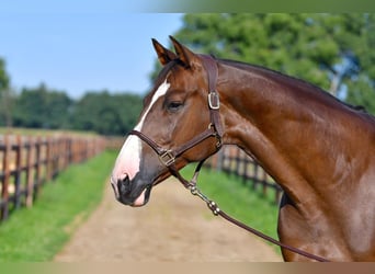 Cheval de sport allemand, Hongre, 12 Ans, 172 cm, Alezan brûlé