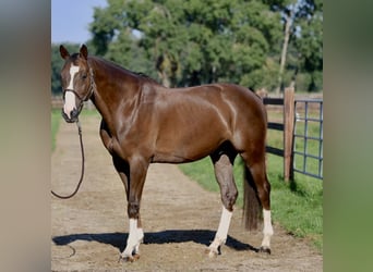 Cheval de sport allemand, Hongre, 12 Ans, 172 cm, Alezan brûlé