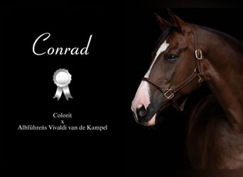 Cheval de sport allemand, Hongre, 12 Ans, 172 cm, Alezan brûlé