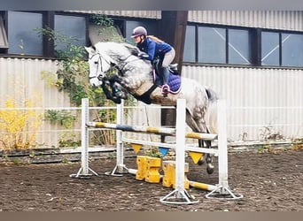 Cheval de sport allemand, Hongre, 12 Ans, 173 cm, Gris pommelé