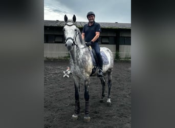 Cheval de sport allemand, Hongre, 12 Ans, 173 cm, Gris pommelé