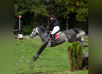 Cheval de sport allemand, Hongre, 12 Ans, 173 cm, Gris pommelé