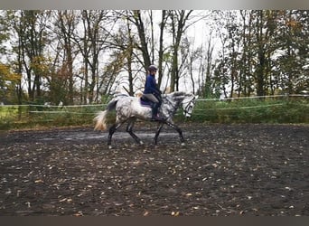 Cheval de sport allemand, Hongre, 12 Ans, 173 cm, Gris pommelé