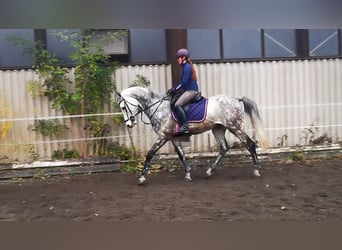 Cheval de sport allemand, Hongre, 12 Ans, 173 cm, Gris pommelé