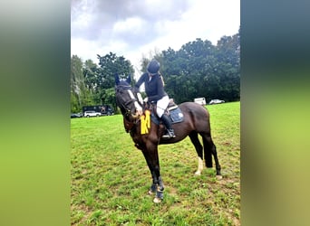 Cheval de sport allemand, Hongre, 12 Ans, 175 cm, Bai brun foncé