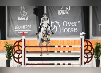 Cheval de sport allemand, Hongre, 12 Ans, 180 cm, Gris