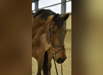 Cheval de sport allemand, Hongre, 13 Ans, 167 cm, Bai