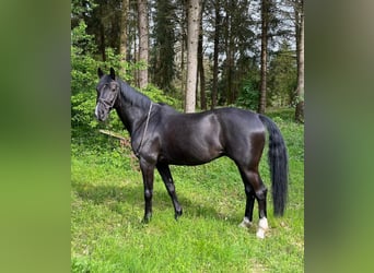 Cheval de sport allemand, Hongre, 13 Ans, 168 cm, Noir
