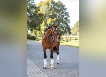 Cheval de sport allemand, Hongre, 13 Ans, 169 cm, Bai brun
