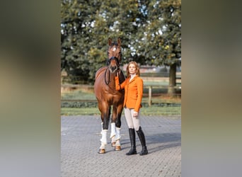 Cheval de sport allemand, Hongre, 13 Ans, 169 cm, Bai brun