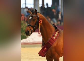 Cheval de sport allemand, Hongre, 13 Ans, 169 cm, Bai brun