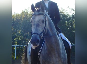 Cheval de sport allemand, Hongre, 13 Ans, 170 cm, Gris