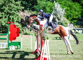 Cheval de sport allemand, Hongre, 13 Ans, 174 cm, Pinto