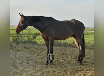Cheval de sport allemand, Hongre, 13 Ans, 175 cm, Bai